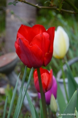 tulipes,Julie,golf,jardin 160.JPG