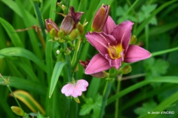 jardin,chez Bernadette,puces,cygnes,pluie 116.JPG