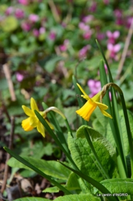 grues ,jonquilles,violettes,Nikky 022.JPG