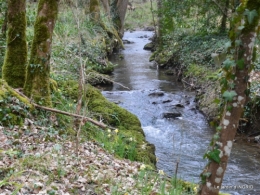 les jonquilles des bois 026.jpg