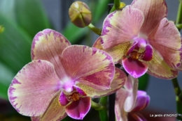 Orchidées,Noel jardiland,lever du soleil 024.JPG