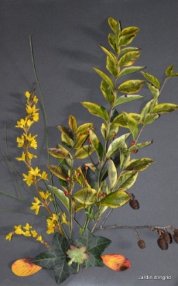 matin d'hiver,tableaux de fleurs janvier 064.JPG