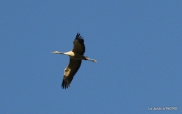 Grues et plantes à Ciron 039.JPG