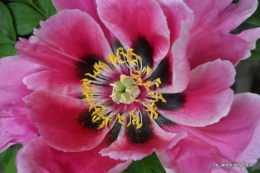Fouleix,marguerites,hostas 036.JPG