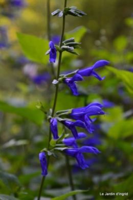 fleurs bleues,hortensia bleu,moi bébé 006.JPG