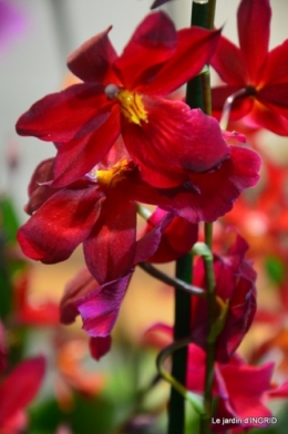 Orchidées,Noel jardiland,lever du soleil 038.JPG