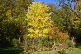 petit érable,le canal et lejardin àl'automne 050.JPG