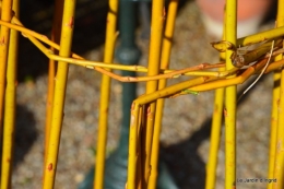 Cours d'osier,première fleur 019.JPG