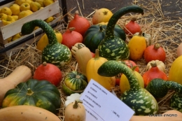 canoes,Combarel,canal automne,Issigeac,décos couronne,citrouille 156.JPG