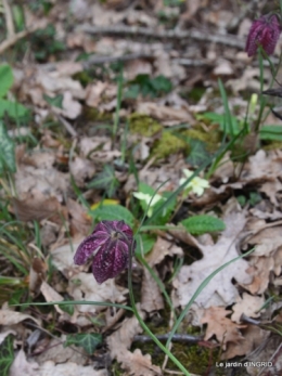 les jonquilles des bois 023.jpg