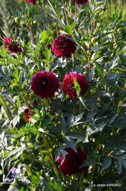 jardin juin,cabane,bouquet 081.JPG