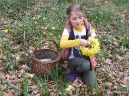 jonquilles dans les bois 041.JPG