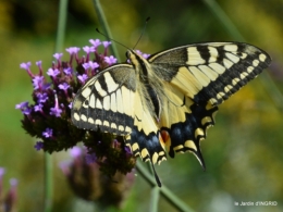 jardin,papillons,anniversaire d'Ines,bricolage 117.JPG