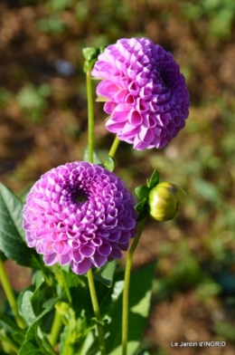 dahlias,jardin,puces st Avit Seigneur,Paniers Issigeac,Romane 059.JPG