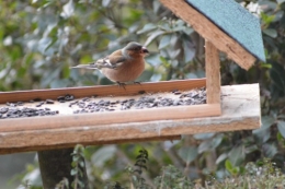 les oiseaux sur terrasse 013.JPG