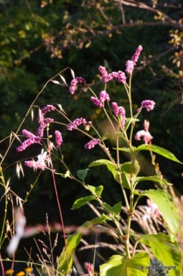 mon coin,Monique,les oies,mon jardin 010.JPG