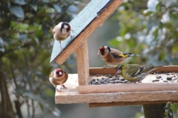 les oiseaux sur terrasse 039.JPG