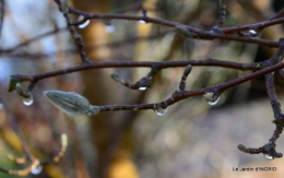 pluie,héllébores,SOL 1015,jardin,livre 032.JPG