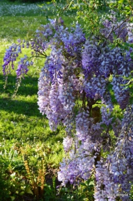 Ciron,pivoine,escargot,jardin,ancolie,glycine 213.JPG