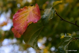 Automne au jardin 110.JPG