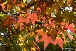 Fête de la noix Molières,automne,bouquet 042.JPG