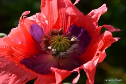 fete des fleurs Lalinde ,Cadouin,les printanières ,jardin 193.JPG