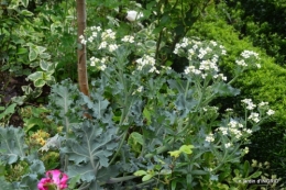 roses,jardin,Le Fleix,bleu 055.JPG