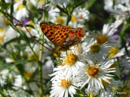 papillons,couleurs d'automne,Bernadette,pluie 057.JPG