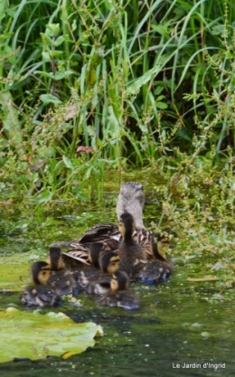 puces Lalinde,bébés canards,au moulin souci 076.JPG