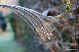 colline,jardin givré 022.JPG