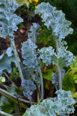 fleurs bleues,hortensia bleu,moi bébé 024.JPG