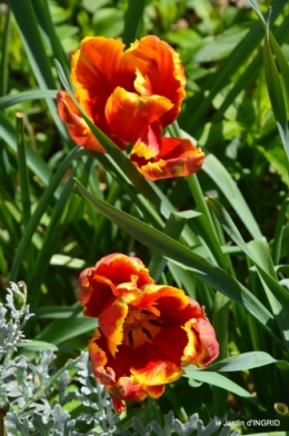 tulipes,Julie,golf,jardin 174.JPG