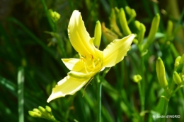 potager,chenille,pour le 18 juin,tour du jardin 038.JPG