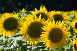 tournesols,podium,Lucas,jardin,Calès 074.JPG