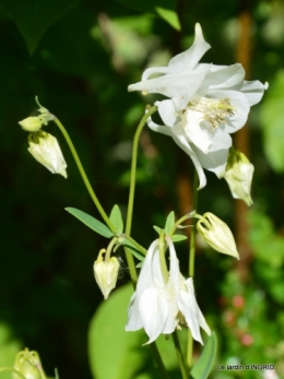 iris,clématite,Max,osier,premieres roses 091.JPG