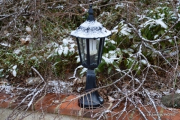 oiseaux première neige 039.JPG