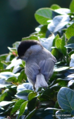 les oiseaux,les poules d'eau 045.JPG