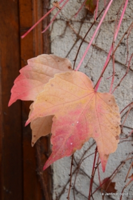 les tons roses,choux frisés,automne 087.JPG