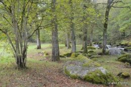 la Sedelle,étang de Riault,cyclamens 074.jpg