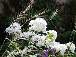 velos,pluie,belles vivaces,taille rosiers 066.JPG