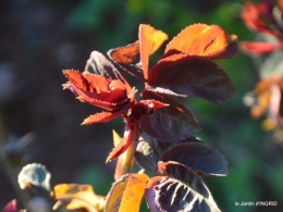 magnolia,taille,jardin,héllébores 052.JPG