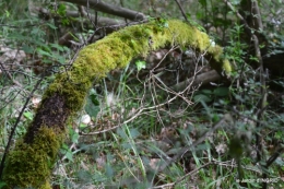 jardin,st Astier,colline 051.jpg