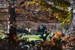 dernières automne,givre,chat 065.JPG