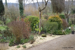 paillage,primevères,jonquilles,jardin 037.JPG