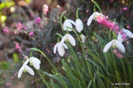 helebores,perce neige,chevreuils 094.JPG