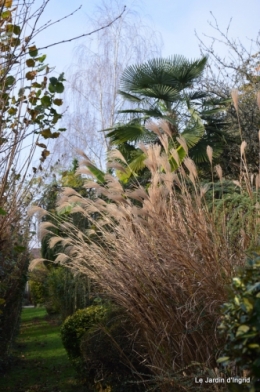 poule d'eau,travaux et dernières fleurs,tonte,sapin bois 055.JPG