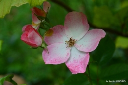 potager,chenille,pour le 18 juin,tour du jardin 041.JPG