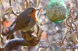 jardin givré,oiseaux 049.JPG