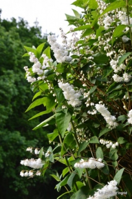 canal,fleurs blanches,marguerites,LE FLEIX,osier 066.JPG