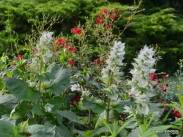 inondation,jardin,oeufs cygnes,chez Nathalie 030.JPG